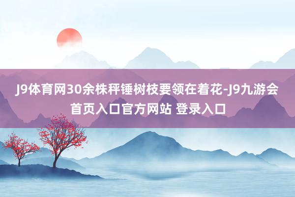 J9体育网30余株秤锤树枝要领在着花-J9九游会首页入口官方网站 登录入口